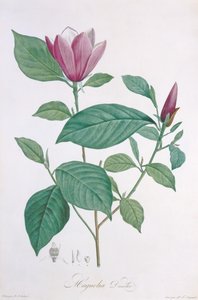 Magnolia discolor, grabado por Legrand de Pierre Joseph Redouté